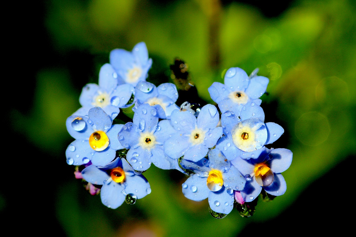 Forget-me