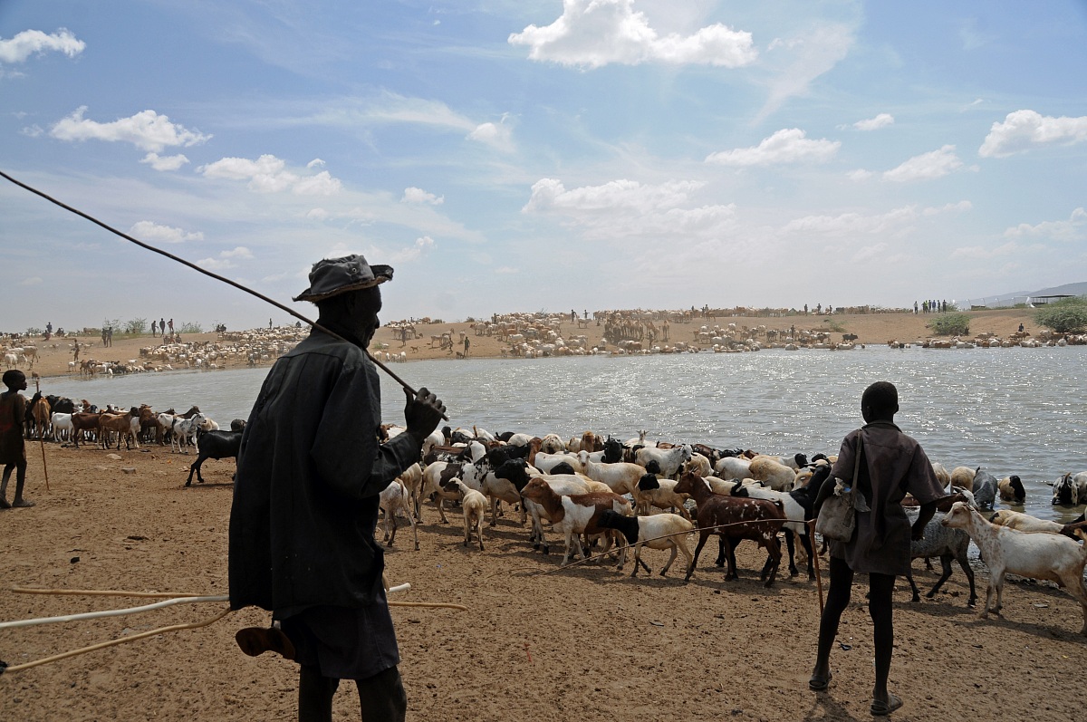 the watering - Lokikoggio-North Kenya