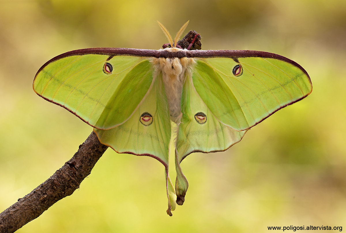 Actias luna