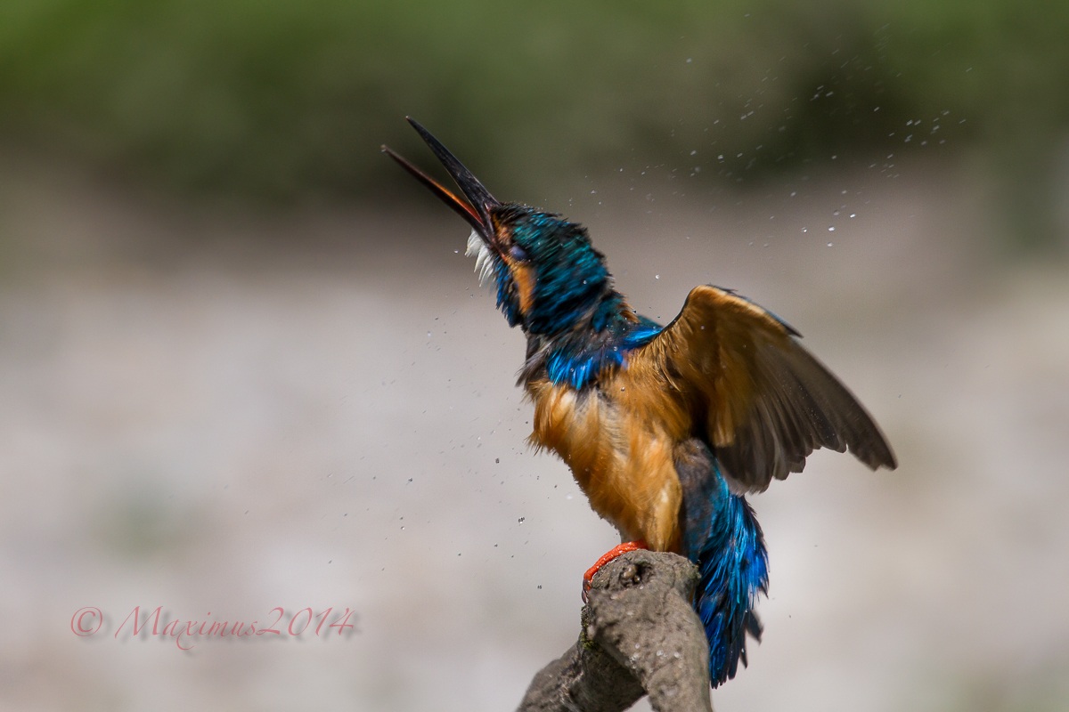 .. centrifuga .. variopinta ..