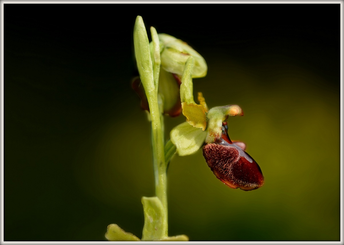 Ophrys sphegodes