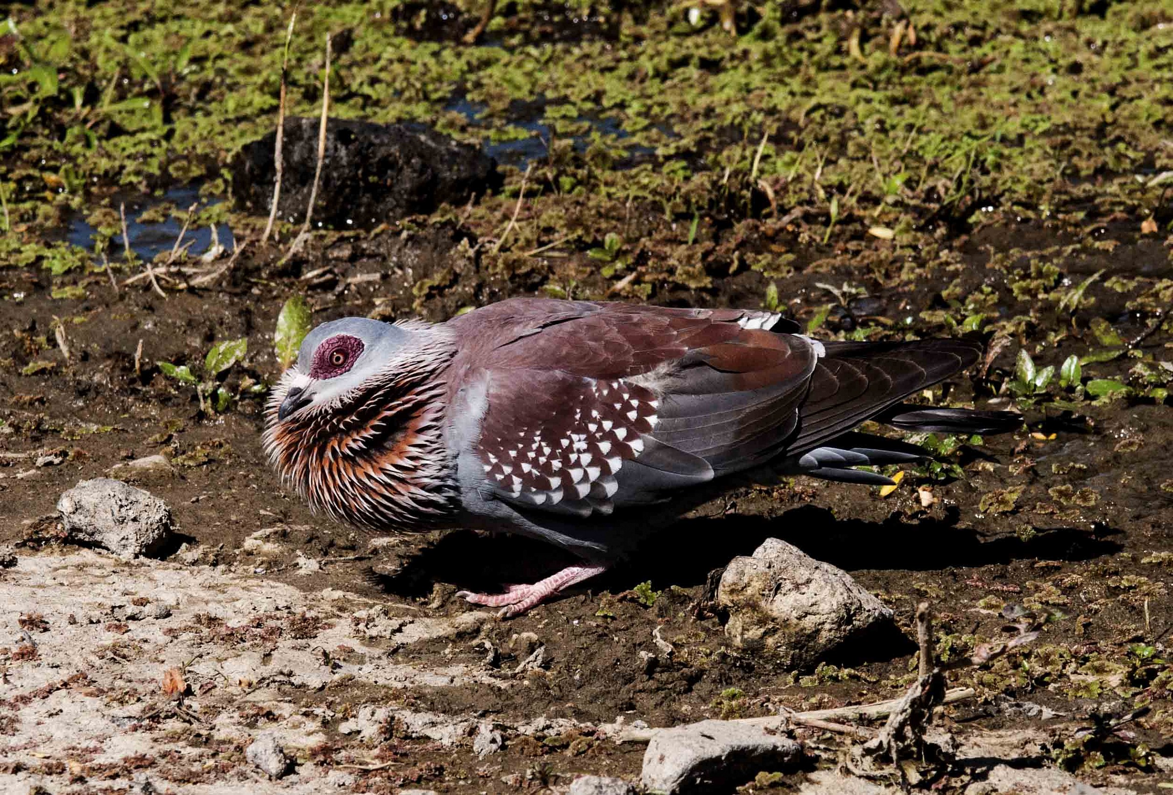 Columba guinea