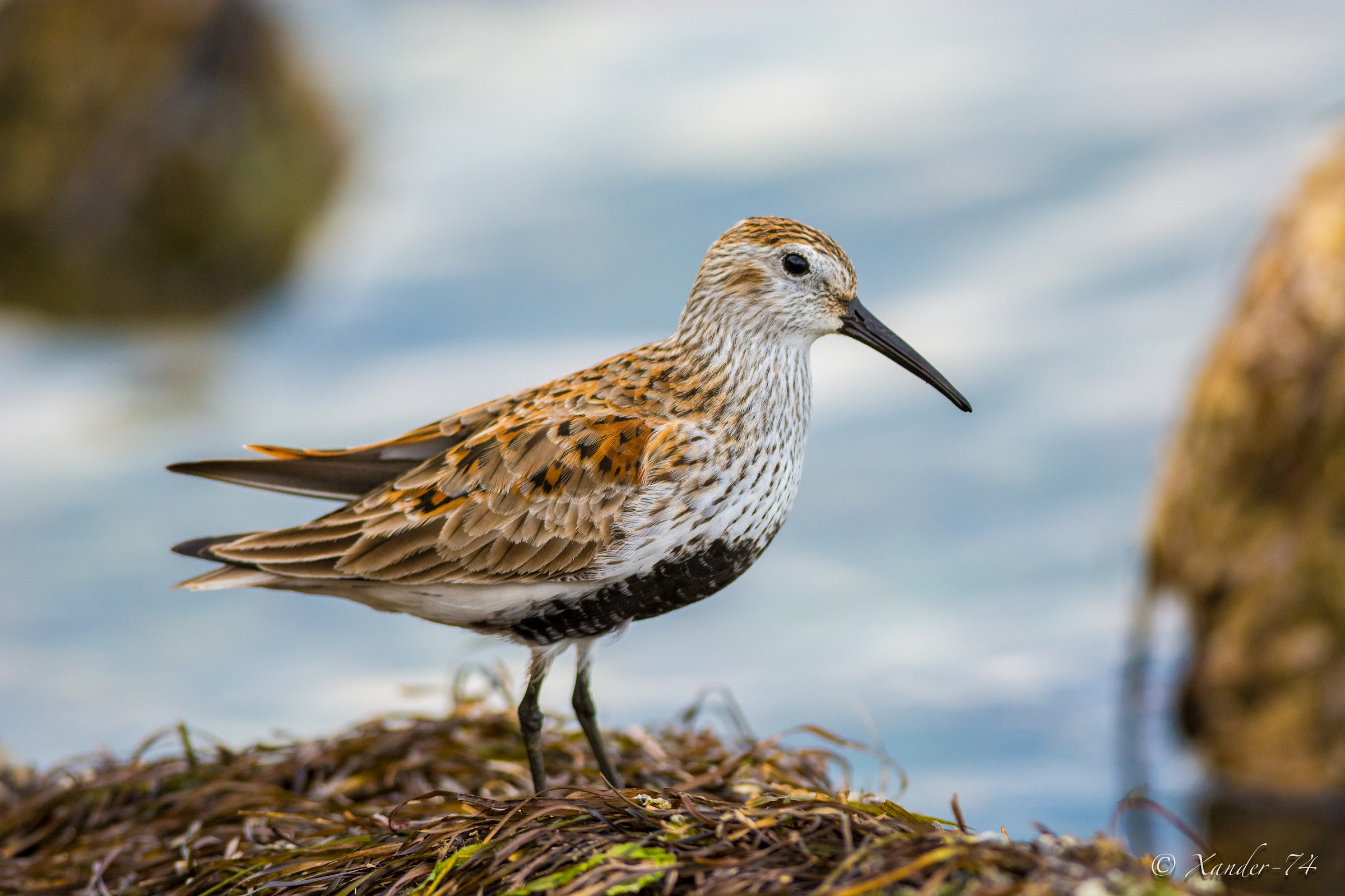 Piovanello Pancia Nera