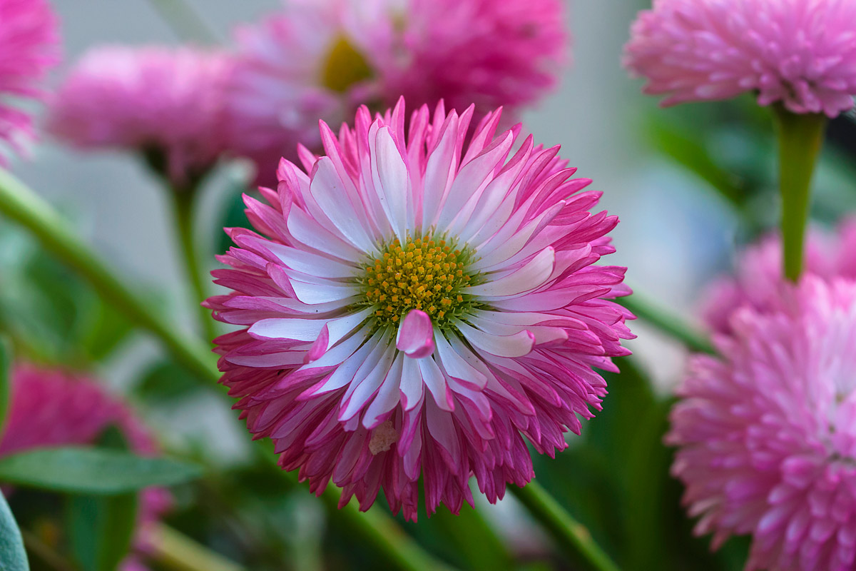 Bellis Perennis