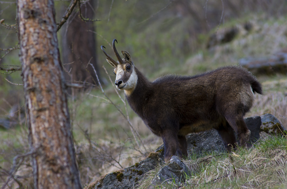 Chamois