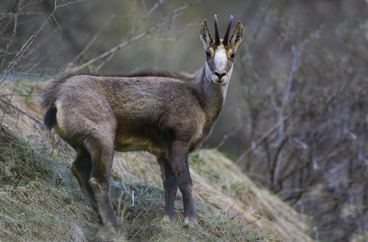 Chamois