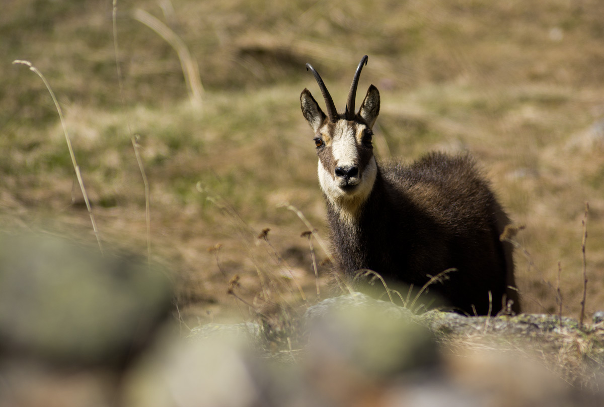 Chamois