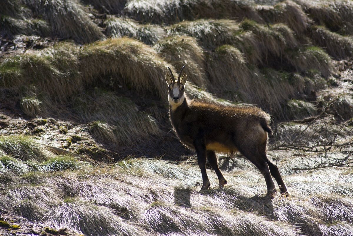 Chamois