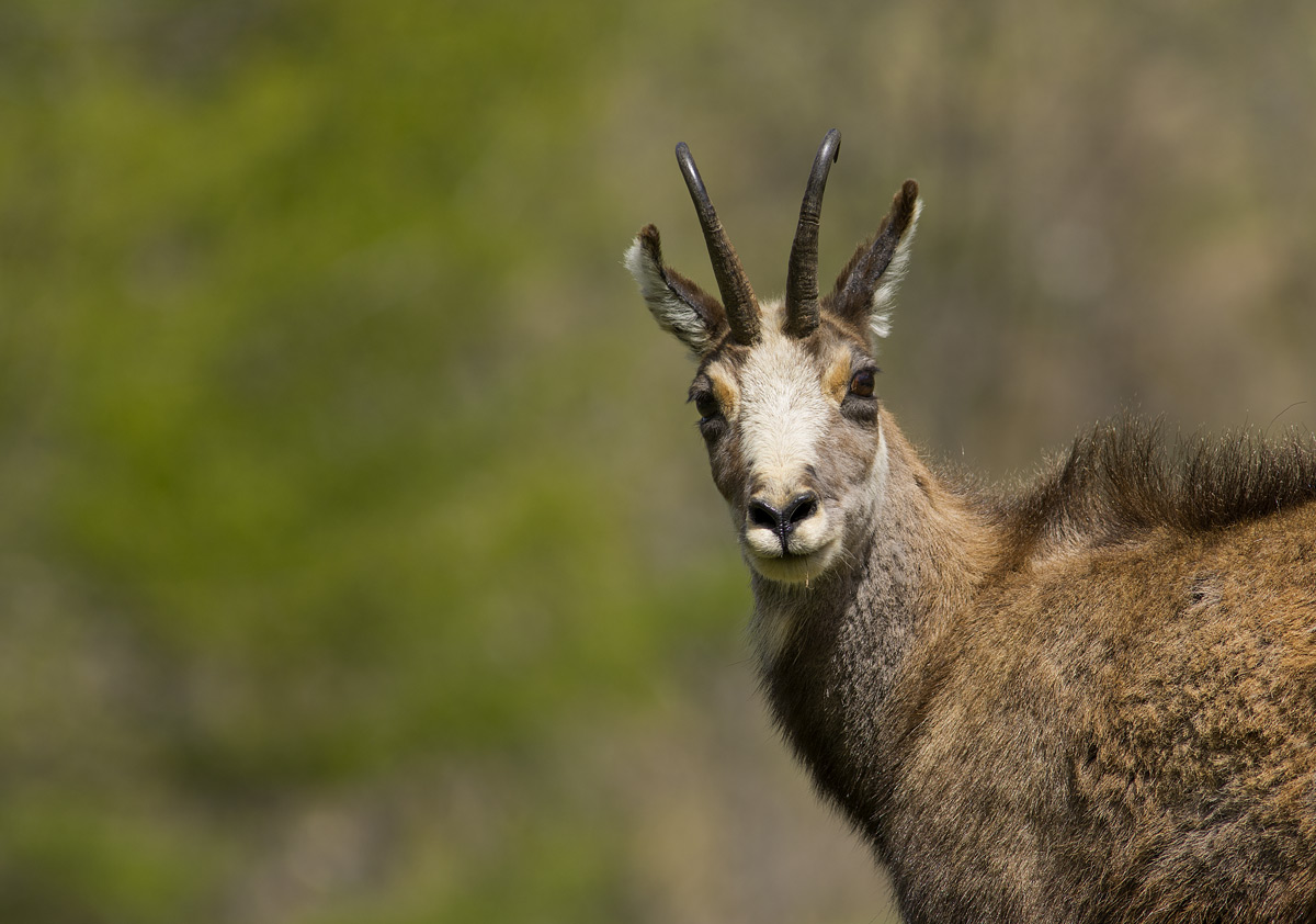 Chamois