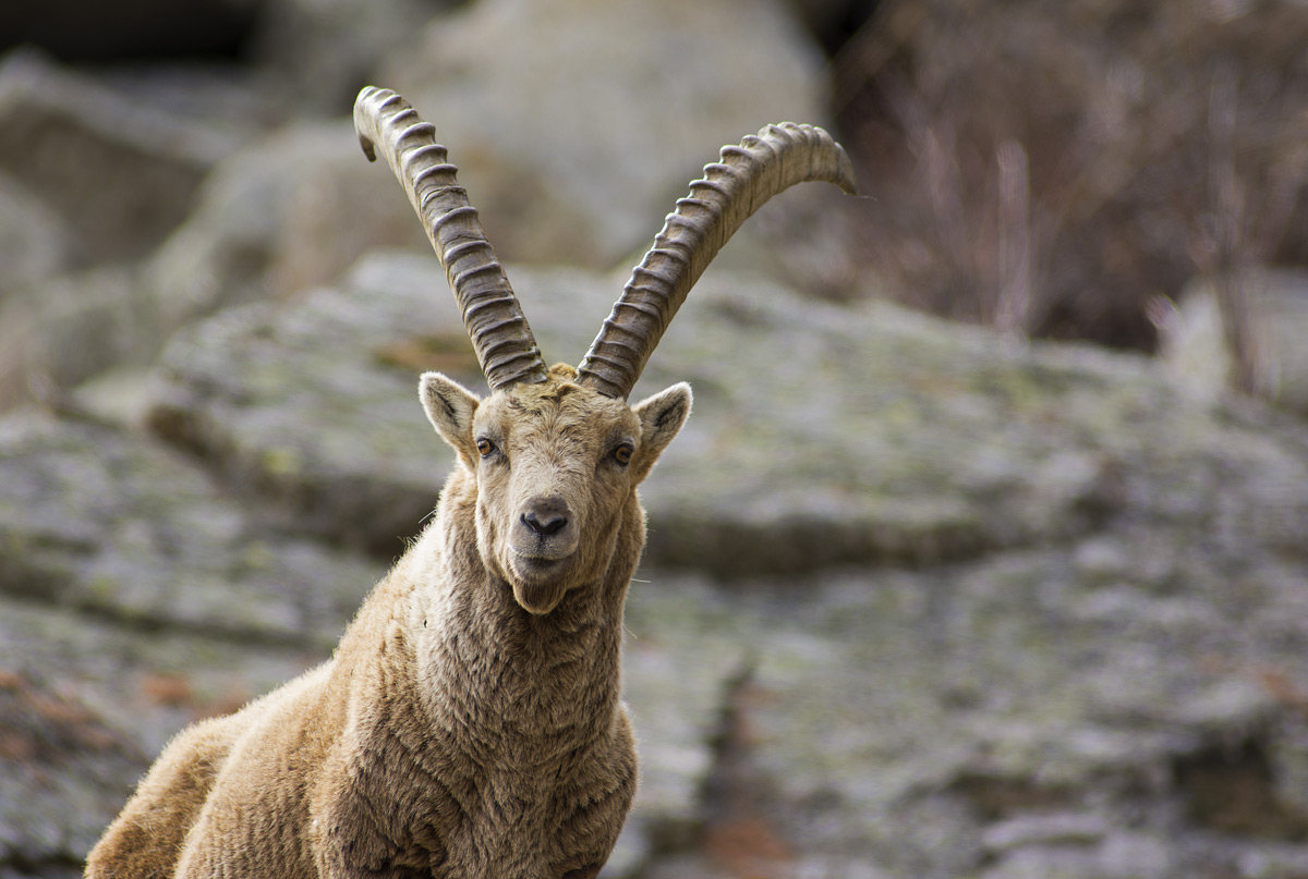 Ibex