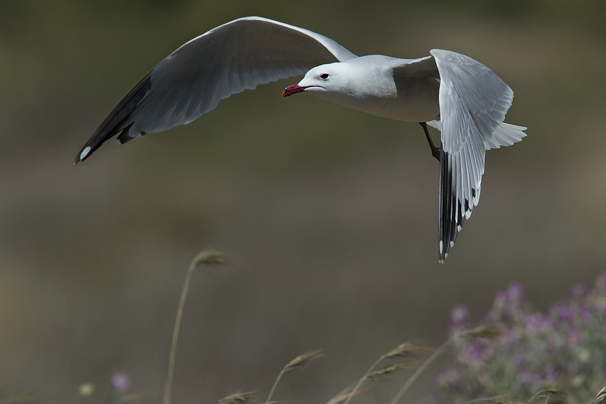 Gabbiano corso, Larus audouinii