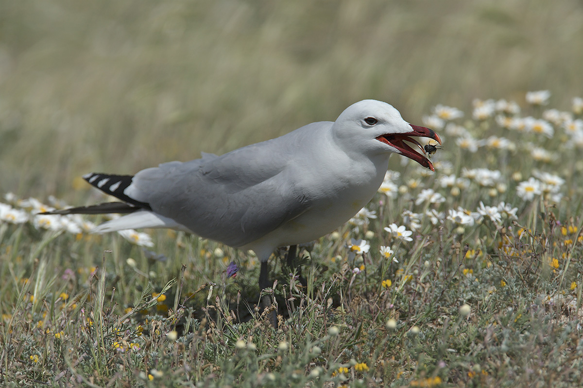 Gabbiano corso, Larus audouinii