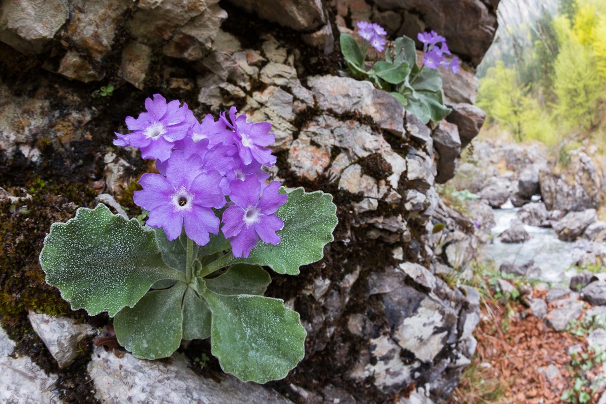 Primula del Monte Alben (Primula albenensis)