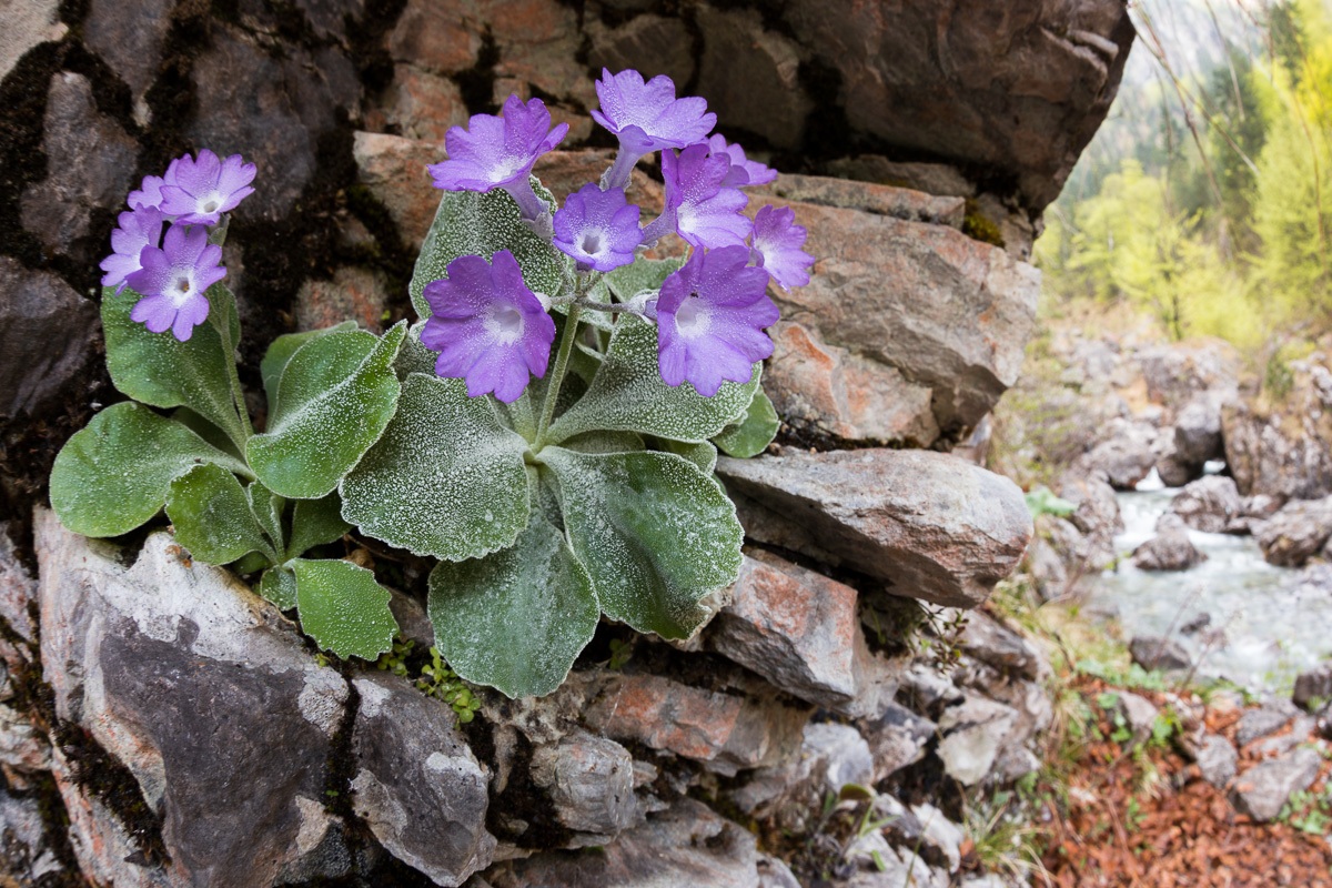 Primula del Monte Alben (Primula albenensis)