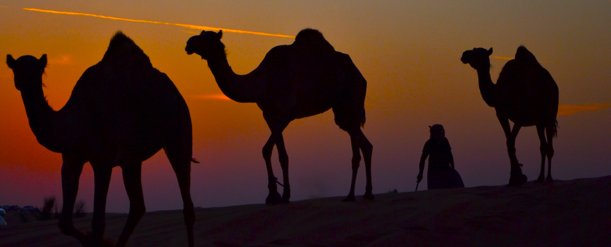 Silohuette camels