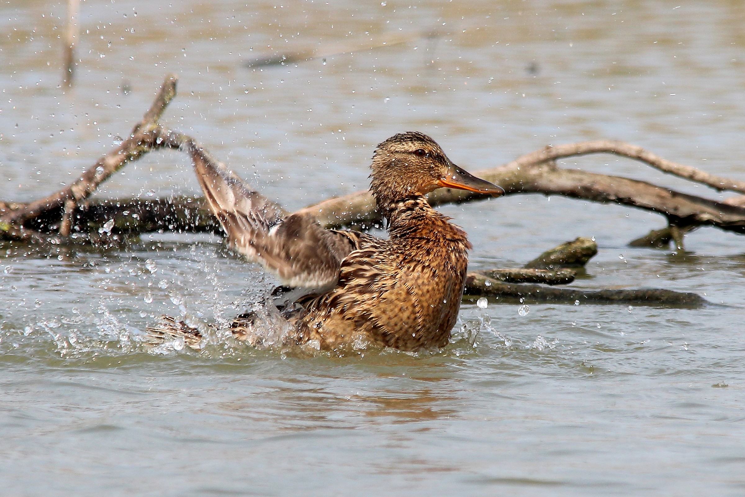 Germano giocherellone