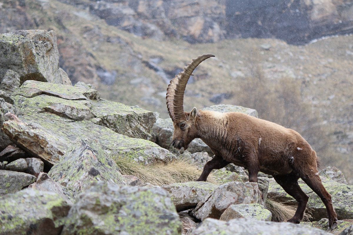 Stambecco del Gran Paradiso