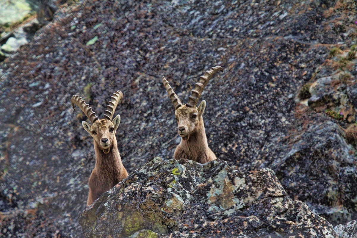 No two mountain goats!