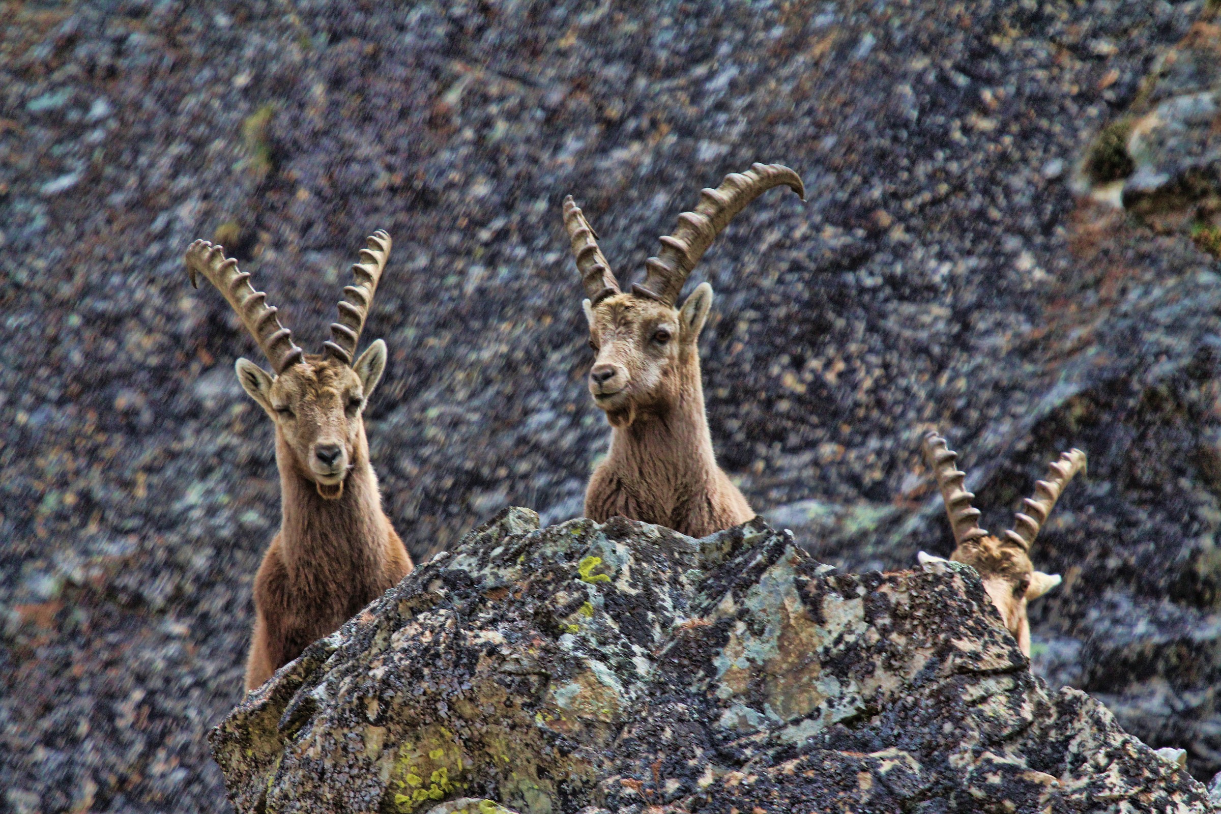 3 are but one is shy!
