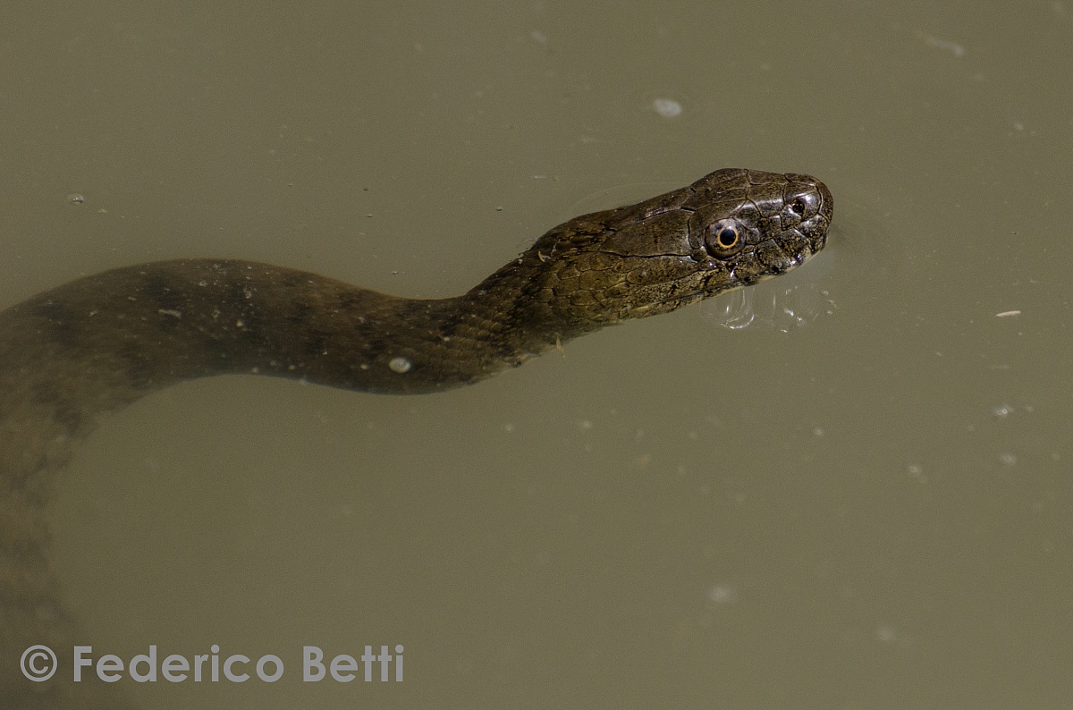 Grass snake in the Po Delta