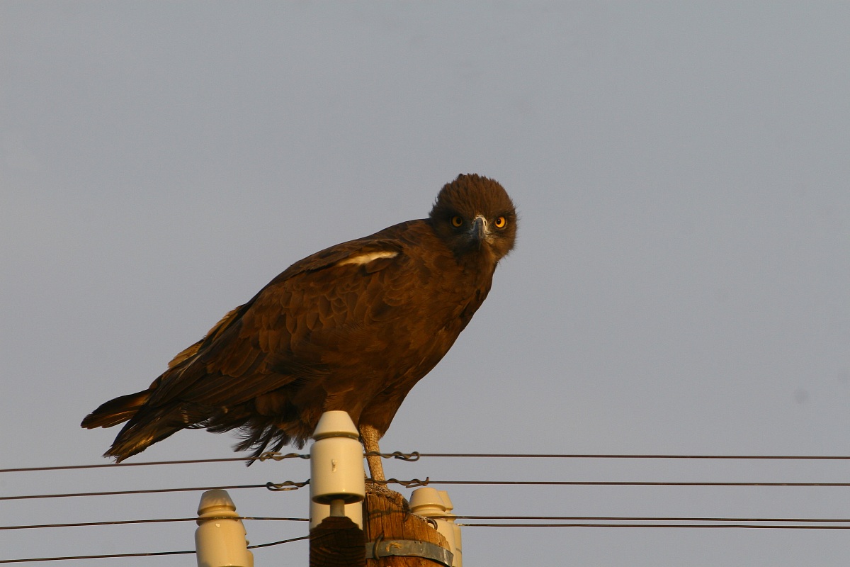 (Circaetus cinereus)
