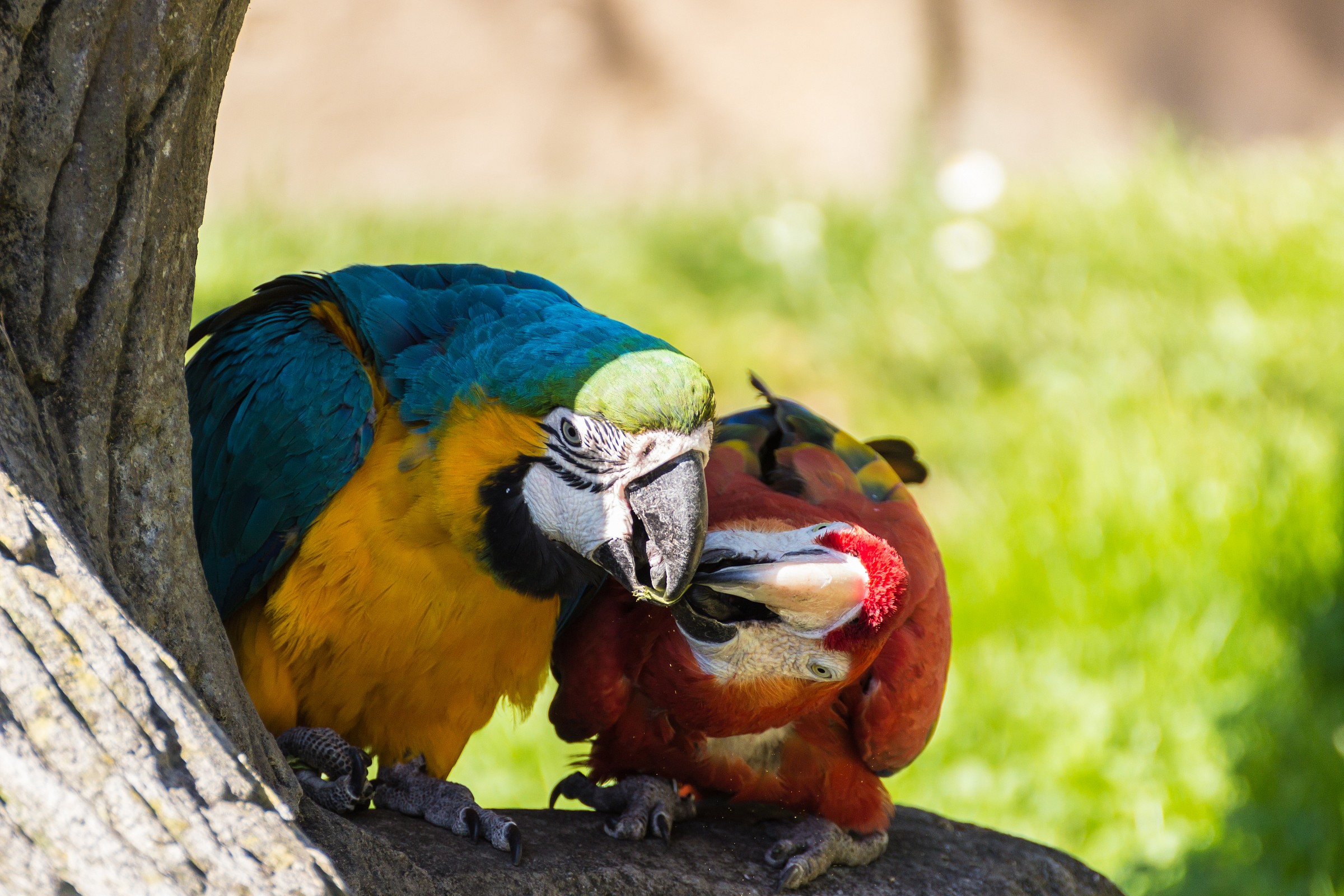 Ara Ararauna - Parco faunistico Le Cornelle