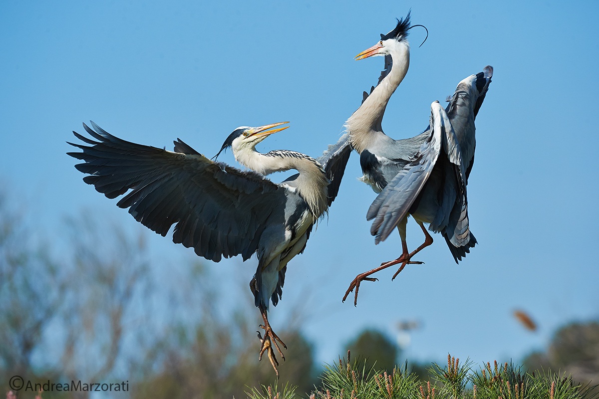 Fight between herons