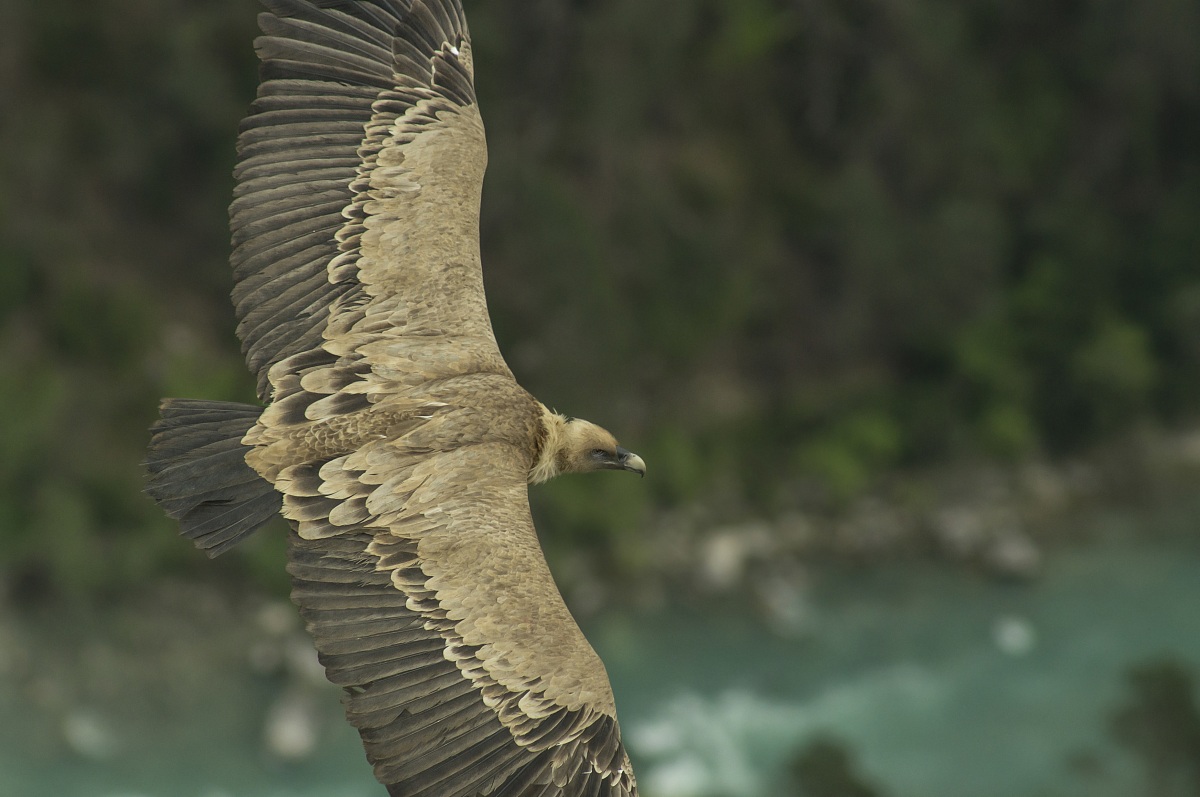 dove osano i grifoni