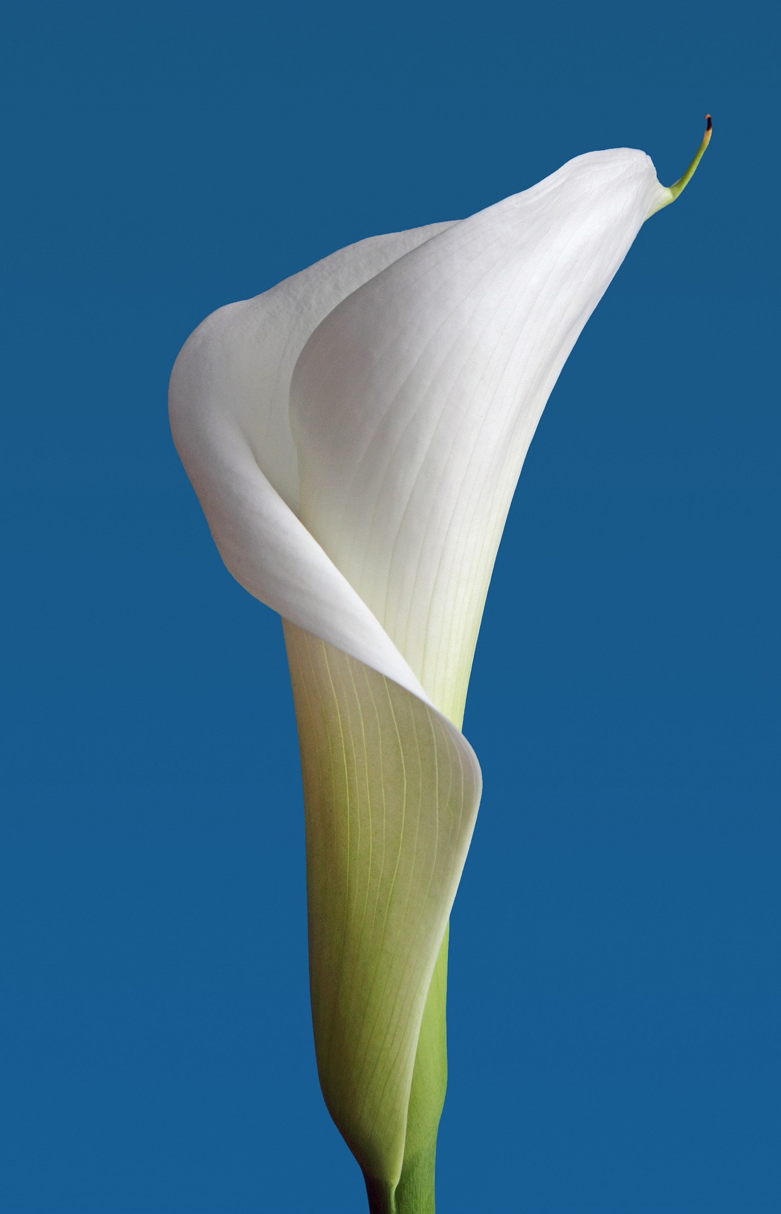 Calla