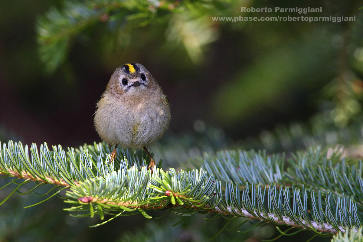 Lights and shadows in the woods