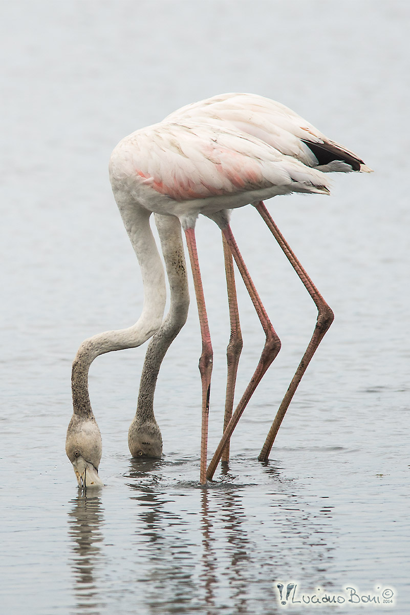 Flamingos