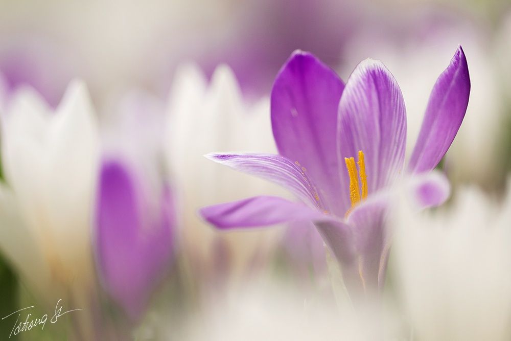 soffici colori primaverili