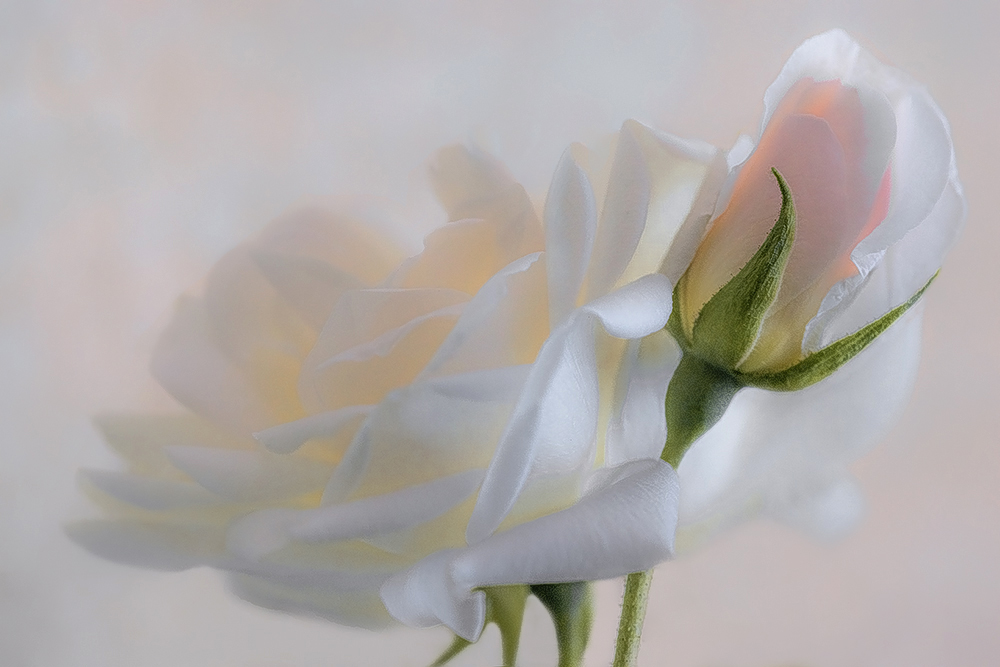 La prima rosa, un po' romantica