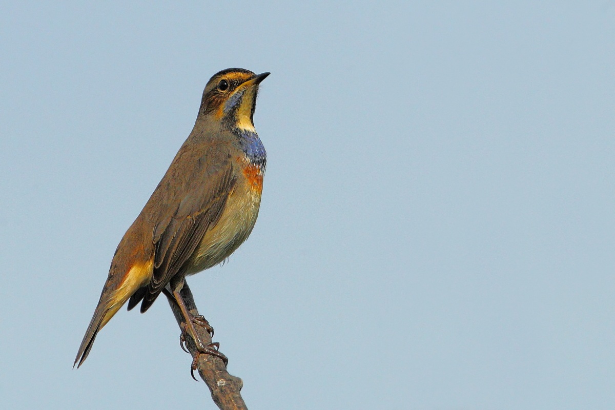 Bluethroat