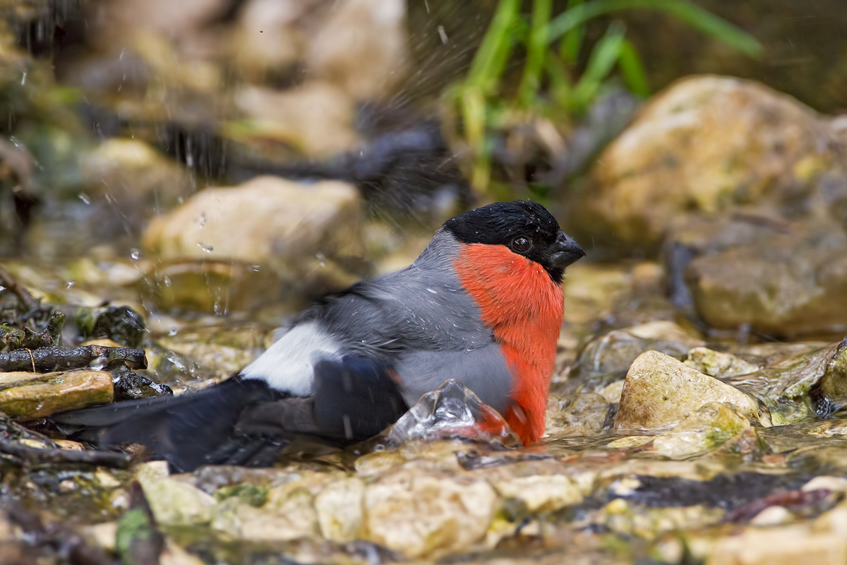 Bullfinch