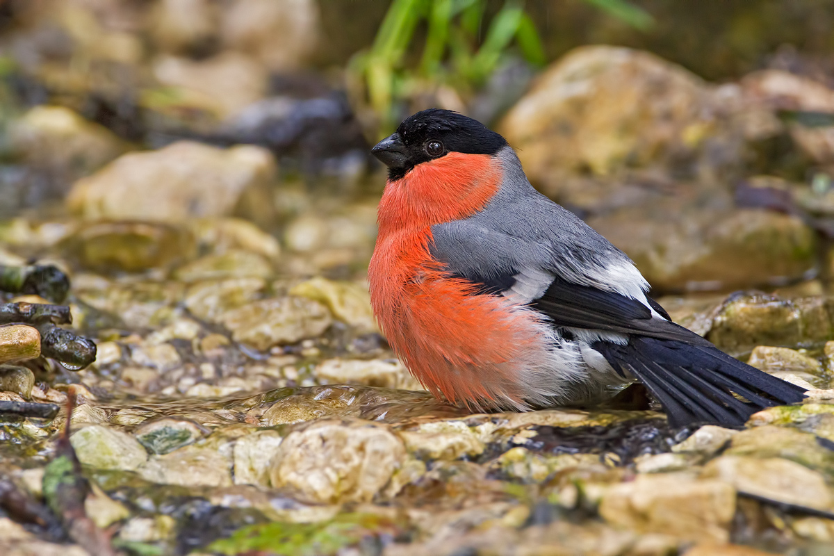Bullfinch