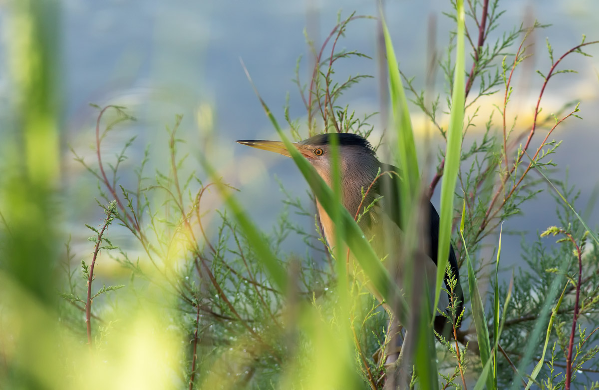 Bittern