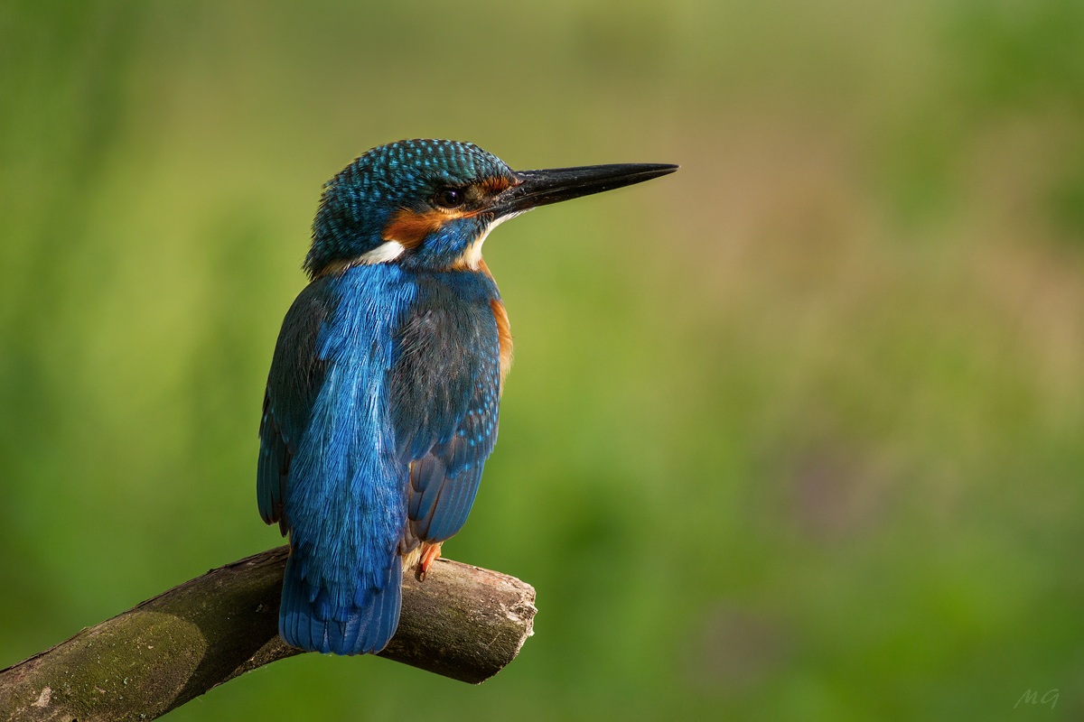 The Common Kingfisher