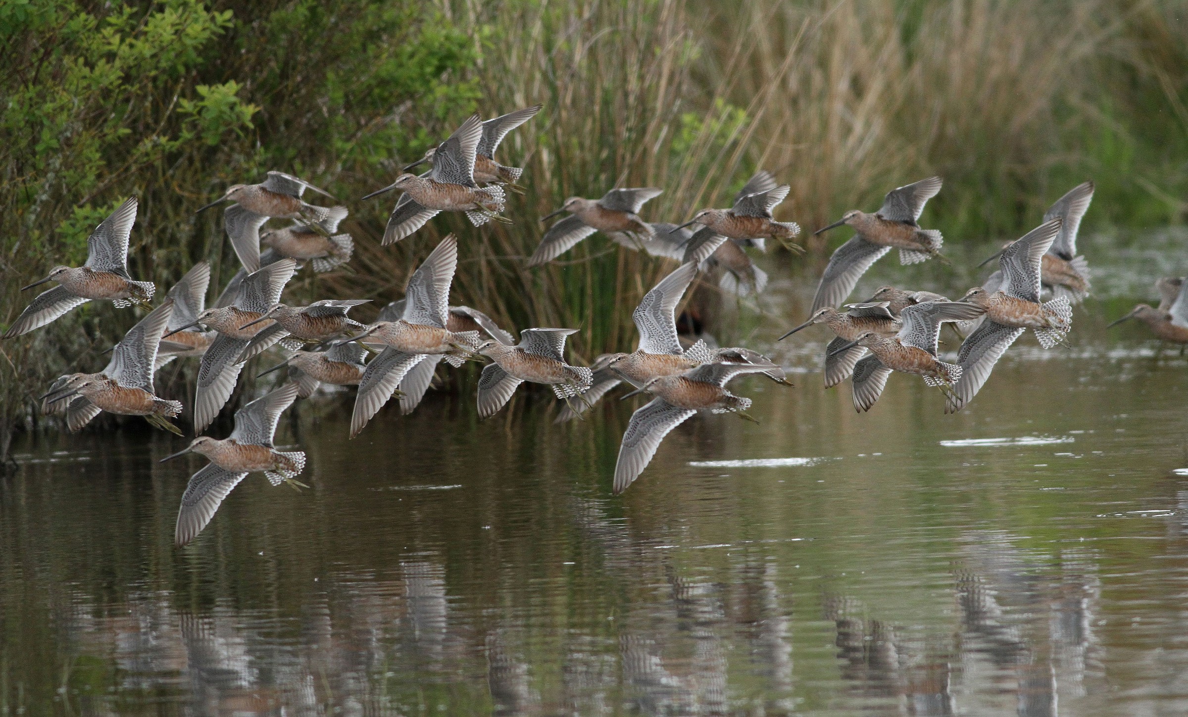 Birds of a Feather 3