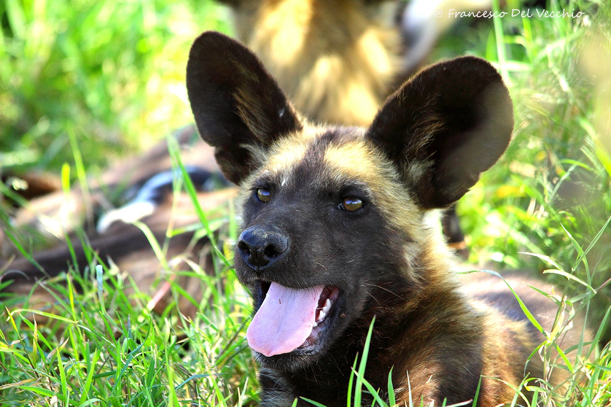 Ol Pejeta Wild Dog