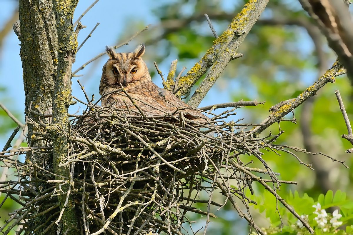 Gufo comune nel nido.