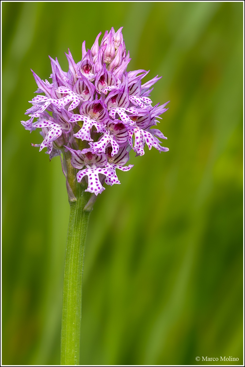 Neotinea tridentata - Orchidea screziata
