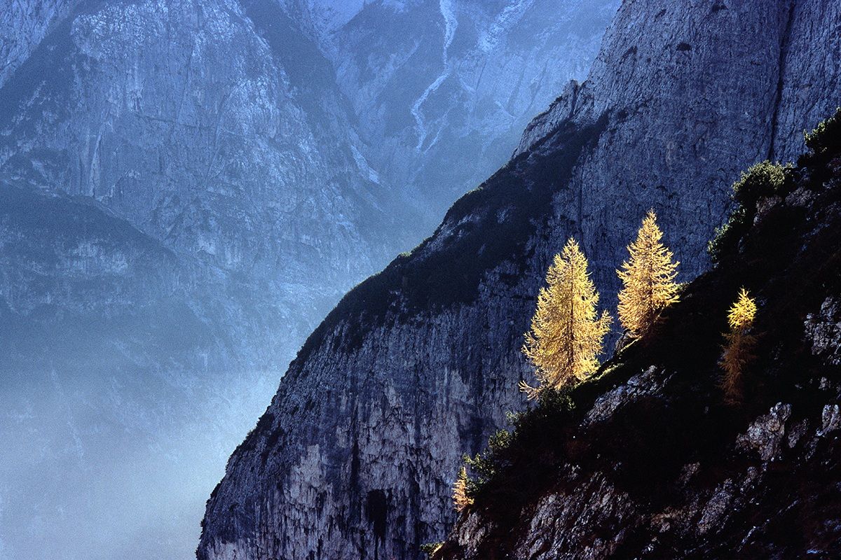 Larici - Alpi Giulie