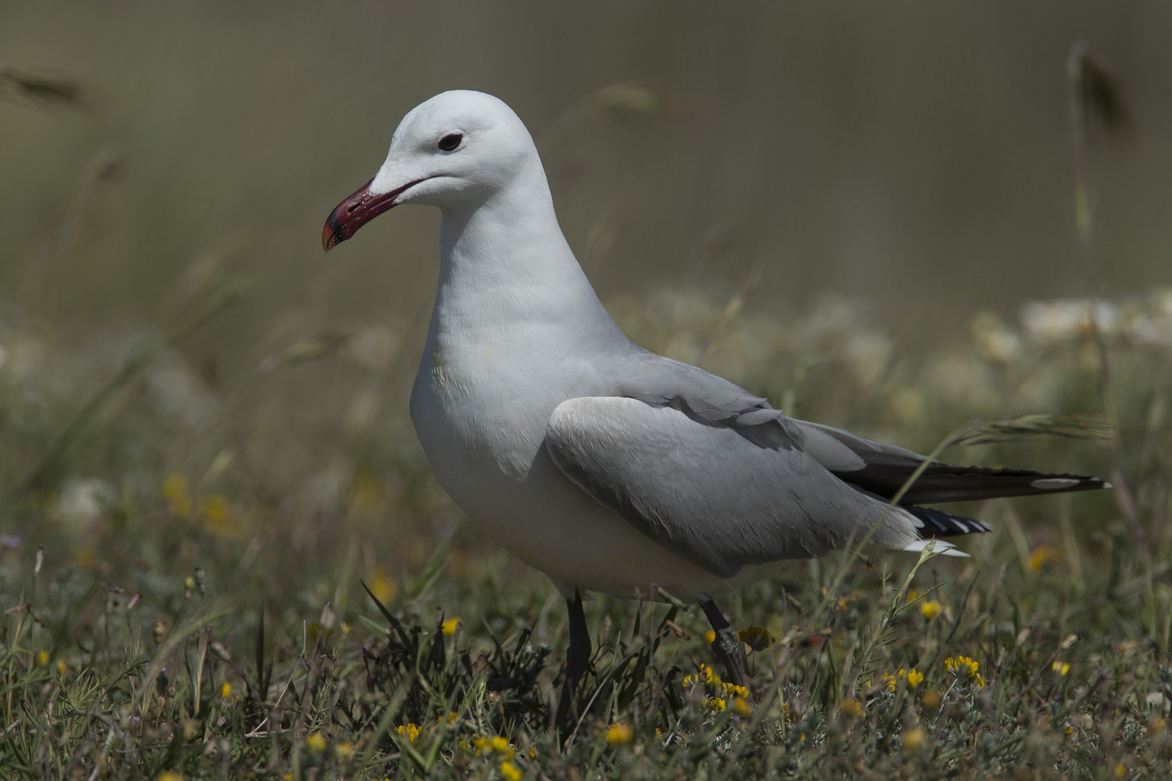 Gabbiano corso, Larus audouinii
