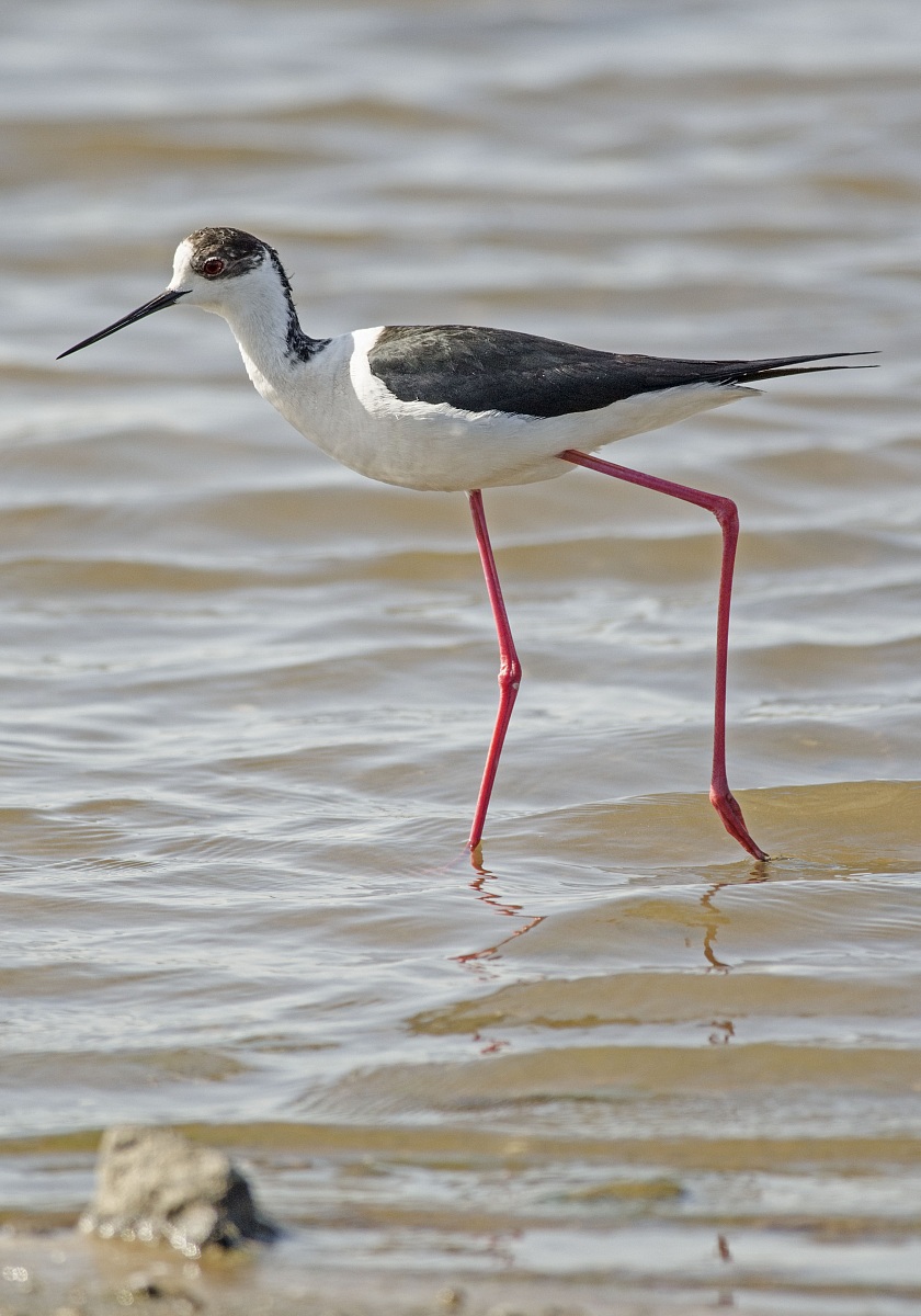 Knight - Pantani Hell-Sabaudia LT