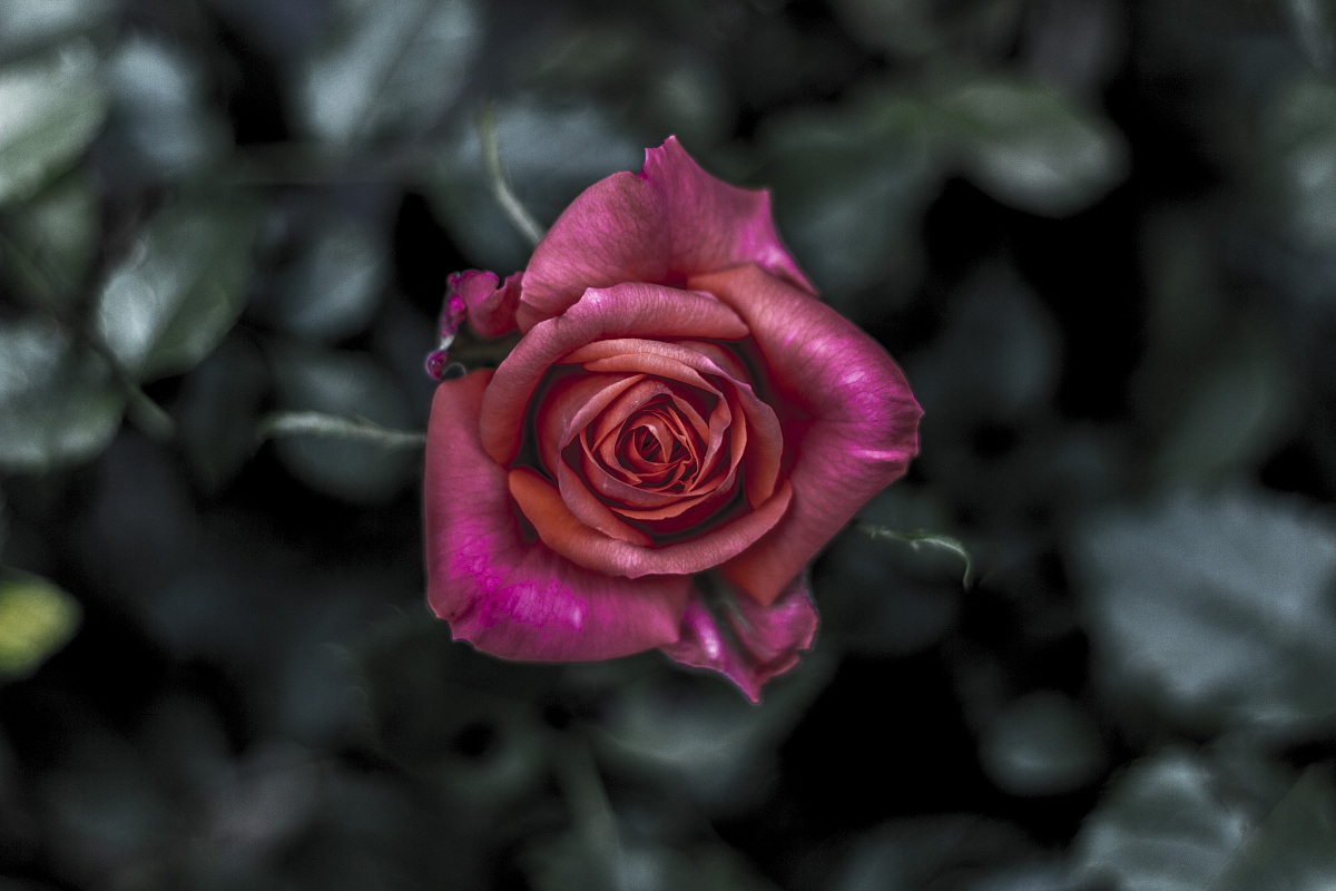 Una rosa...rossa