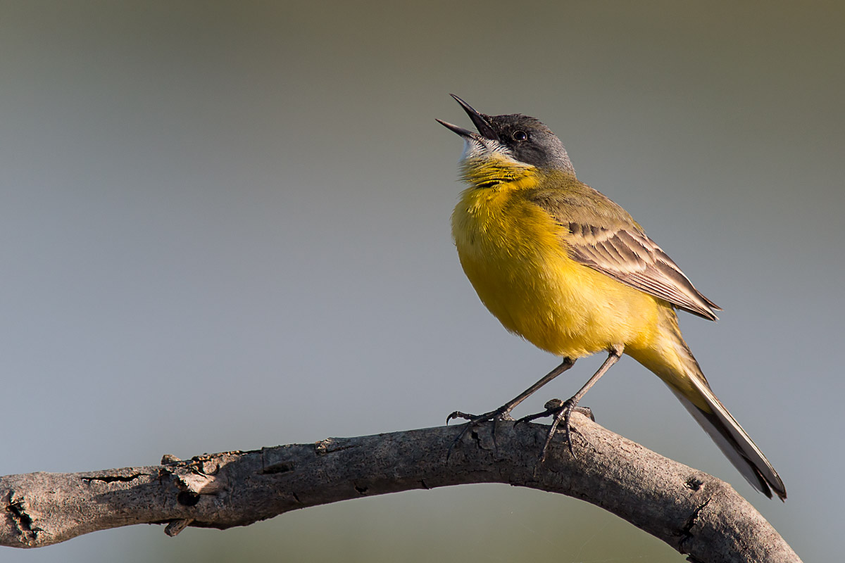 Yellow Wagtail
