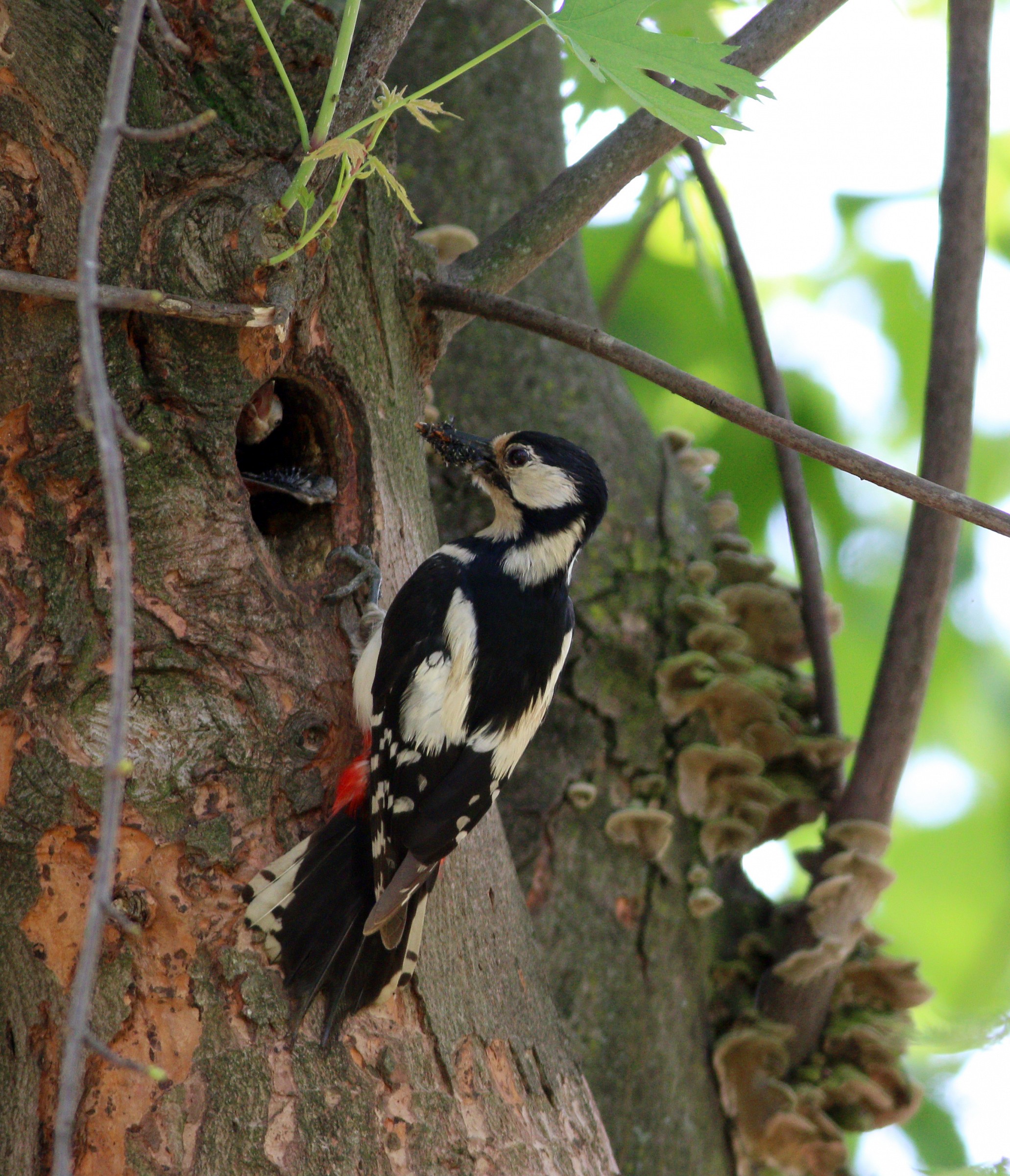Great Spotted Woodpecker