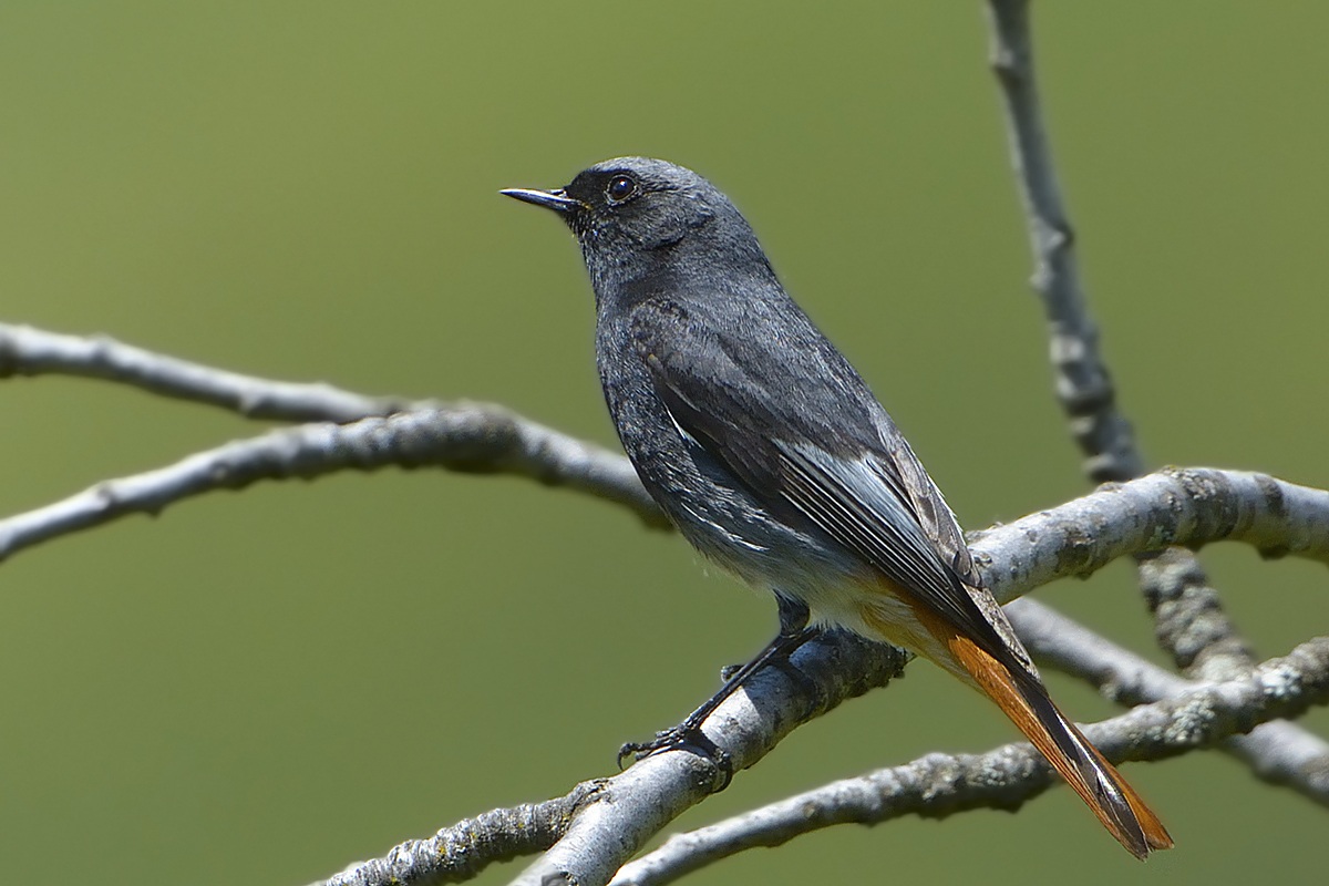 Black Redstart