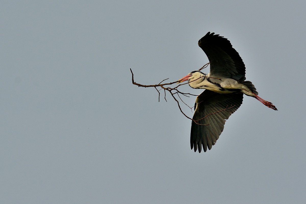 Grey Heron